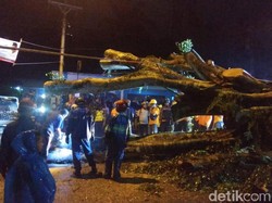 Pohon Tumbang Timpa Mobil di Bantul, Satu Orang Tewas