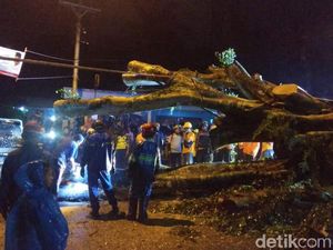 Pohon Tumbang Timpa Mobil di Bantul, Satu Orang Tewas Pohon Tumbang Timpa Mobil di Bantul, Satu Orang Tewas