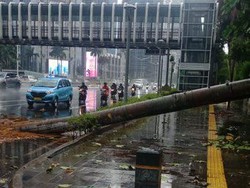 Hujan Deras Guyur Jakarta, Pohon Tumbang di Depan Polda Metro