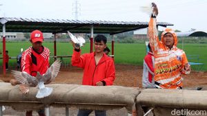 Mengisi Waktu di Akhir Pekan dengan Melatih Burung Merpati