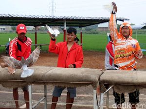 Mengisi Waktu di Akhir Pekan dengan Melatih Burung Merpati Mengisi Waktu di Akhir Pekan dengan Melatih Burung Merpati