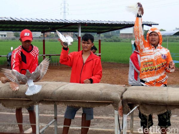 Mengisi Waktu di Akhir Pekan dengan Melatih Burung Merpati