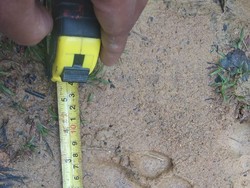 Harimau Mangsa Sapi Warga di Riau, BKSDA Turun Tangan