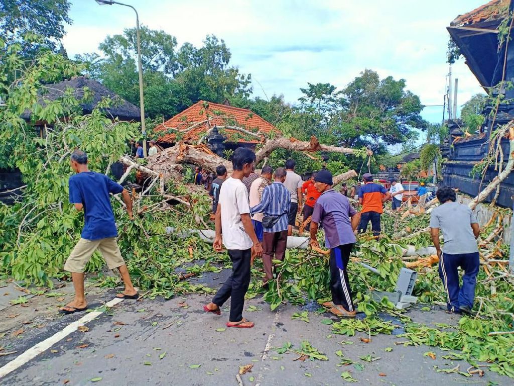 Pohon Tumbang Timpa Pura Kahyangan di Badung Bali, 1 Orang Luka Pohon Tumbang Timpa Pura Kahyangan di Badung Bali, 1 Orang Luka