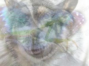 Tes Kepribadian: Gambar Hewan Apa yang Pertama Kamu Lihat?