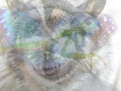 Tes Kepribadian: Gambar Hewan Apa yang Pertama Kamu Lihat?