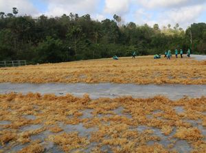 Sumba Timur Jadi Percontohan Industrialisasi Rumput Laut