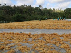 Sumba Timur Jadi Percontohan Industrialisasi Rumput Laut