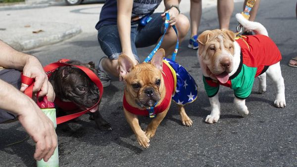 Melihat Gaya Para Anjing yang Bikin Gemas di Karnaval Brasil