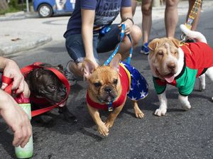 Melihat Gaya Para Anjing yang Bikin Gemas di Karnaval Brasil