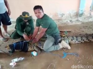 BKSDA Sultra Evakuasi Buaya 5 Meter yang Bikin Resah Warga Konawe Utara