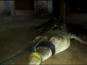 Video: Ditangkap! Ini Buaya 5 Meter yang Diduga Mangsa 2 Warga