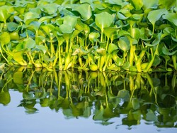 5 Fakta Eceng Gondok, Dianggap Gulma Tapi Enak Dimakan dan Kaya Nutrisi