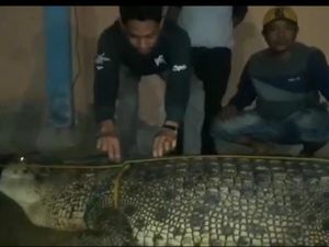 Pakai Jaring, Warga Konawe Utara Tangkap Buaya 5 Meter yang Bikin Resah