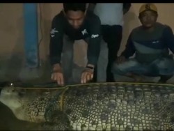 Pakai Jaring, Warga Konawe Utara Tangkap Buaya 5 Meter yang Bikin Resah