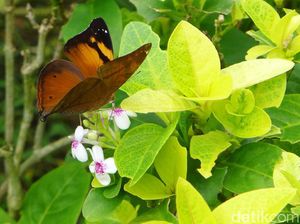 Membuat Kupu-kupu Betah di Taman Patung Diponegoro