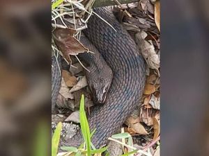 Ada Puluhan Ular Kawin Massal, Taman di AS Ditutup Sementara