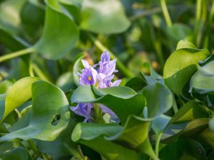 Langgar Lockdown Demi Foto Bunga, Puluhan Warga Malaysia Didenda