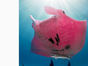 Ajaib, Ikan Pari Warna Pink Ini Satu-satunya di Dunia