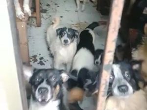 Warga Ngeluh Bising-Bau Kotoran, Ternyata Ada 30 Anjing Dikurung di Depok