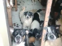 Warga Ngeluh Bising-Bau Kotoran, Ternyata Ada 30 Anjing Dikurung di Depok