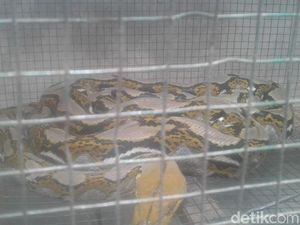 Ular Sanca 3 Meter yang Makan Ternak Warga Banyuwangi Ditangkap