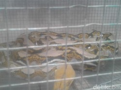 Ular Sanca 3 Meter yang Makan Ternak Warga Banyuwangi Ditangkap