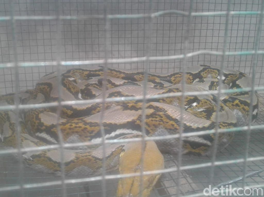 Ular Sanca 3 Meter yang Makan Ternak Warga Banyuwangi Ditangkap Ular Sanca 3 Meter yang Makan Ternak Warga Banyuwangi Ditangkap