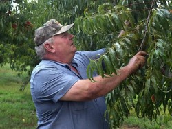 Skandal Herbisida di Jerman: Bayer Divonis Wajib Bayar Ganti Rugi Rp 3,6 T