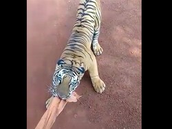 Diserang Harimau, Turis Panik hingga Sopir & Guide Abaikan Protokol Keamanan