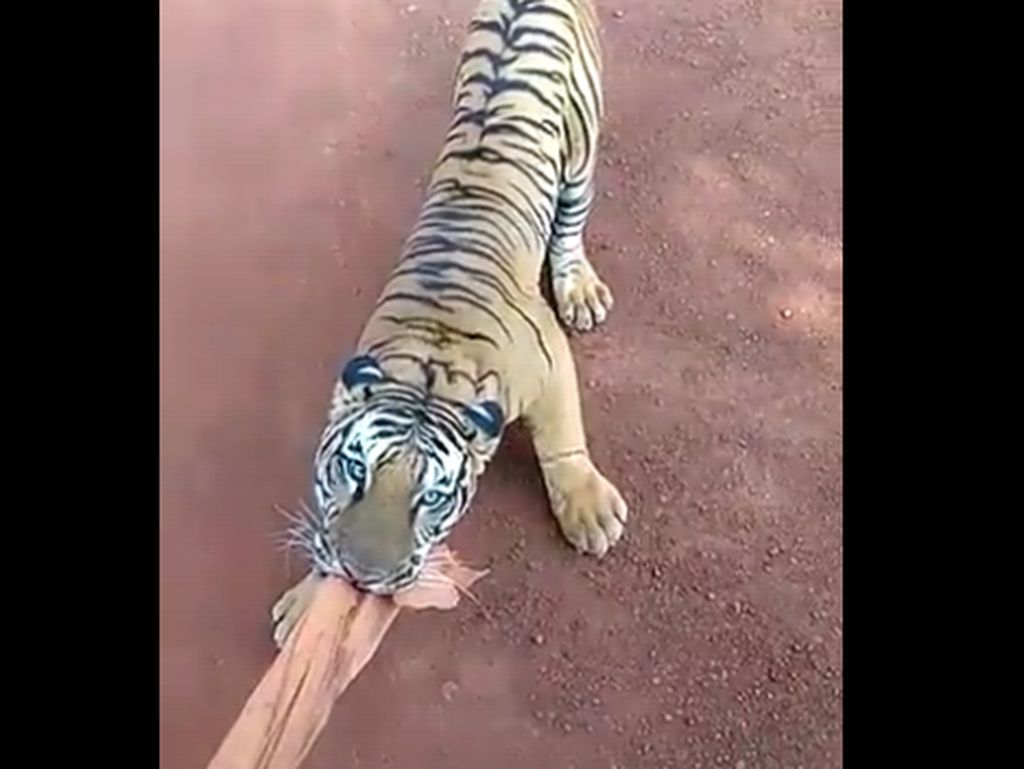 Diserang Harimau, Turis Panik hingga Sopir & Guide Abaikan Protokol Keamanan Diserang Harimau, Turis Panik hingga Sopir & Guide Abaikan Protokol Keamanan