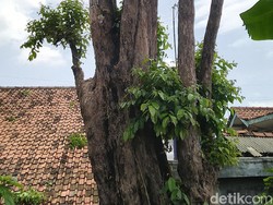 Konon, Tebang Pohon Bungur di Ciamis Ini Bisa Meninggal Mendadak