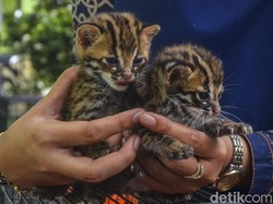 2 Anak Kucing Hutan Ditemukan Warga Pekanbaru, Diserahkan ke BBKSDA Riau