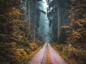 Ini Dia 5 Hutan Paling Instagramable: Malaysia Kelima Indonesia Tidak Ada