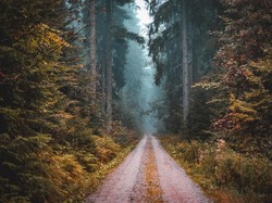 Segelap Malam Selegam Hitam, Inilah Hutan Black Forest