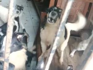 Sekuriti Perumahan di Depok Sebut 30 Anjing yang Dikurung Sudah Dievakuasi
