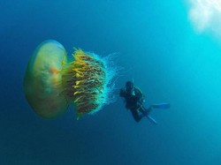 Penuh Racun, Ini 5 Makanan Berbahaya di Dunia yang Masih Bisa Dimakan