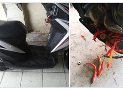 Karena Ulah Tikus Kumpulkan Cabai di Mesin, Motor Ini Mogok
