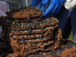 Unik! Di Jepang Ada Festival Kumpulkan Tawon Bernama Kushihara Hebo Matsuri