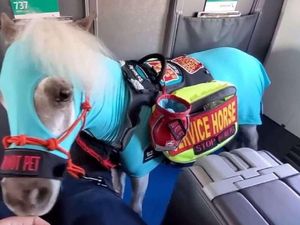 Wanita Pesan Kursi Pesawat Kelas 1 Untuk Kuda Kecilnya