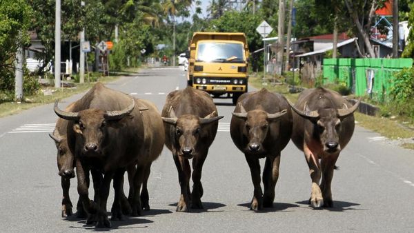 Hati-hati! Ada Hewan Ternak Berkeliaran di Jalanan Aceh Barat