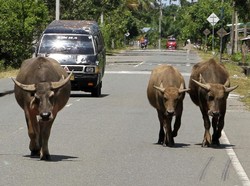 Warga Aceh Diminta Tak Lepas Ternak di Jalan, Bisa Bikin Kecelakaan Mudik