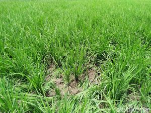 Tangisan Petani yang Sawahnya Rusak Diinjak-Injak Suporter Persebaya-Arema