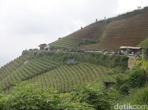 Jangan Salah Perhitungan untuk Sambangi Terasering Panyaweuyan