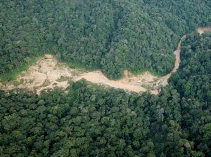 Waduh! Ada Tambang Emas Ilegal di Hutan Lindung
