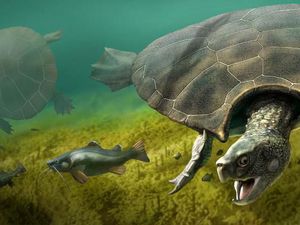 Fosil Kura-kura Raksasa Ditemukan, Panjangnya 4 Meter