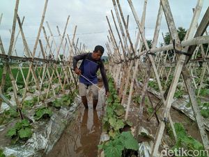 Tanggul Jebol, Petani Melon di Ponorogo Terancam Gagal Panen