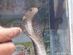 Nggak Kebayang! Ada Ular Kobra di Plafon Rumah Warga Brebes