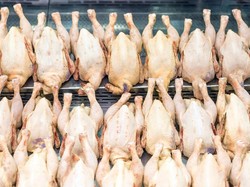 Pria Ini Nekat Curi 10 Ribu Ekor Ayam dan Chicken Wings untuk Bayar Judi