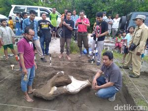 Ekskavasi di Madiun Temukan Fosil Panggul Gajah Purba